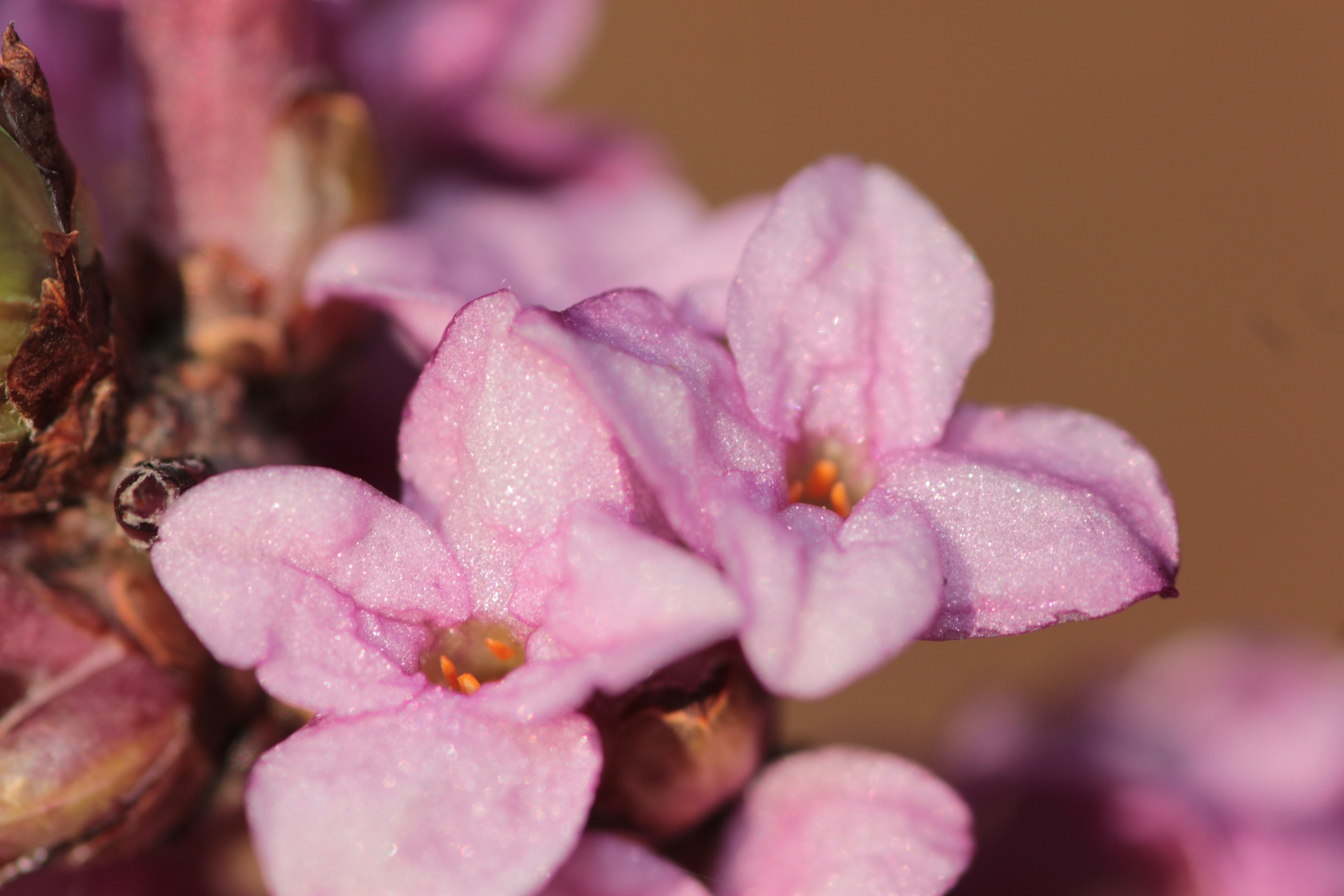 Bois-joli, Bois-gentil 'Rubra