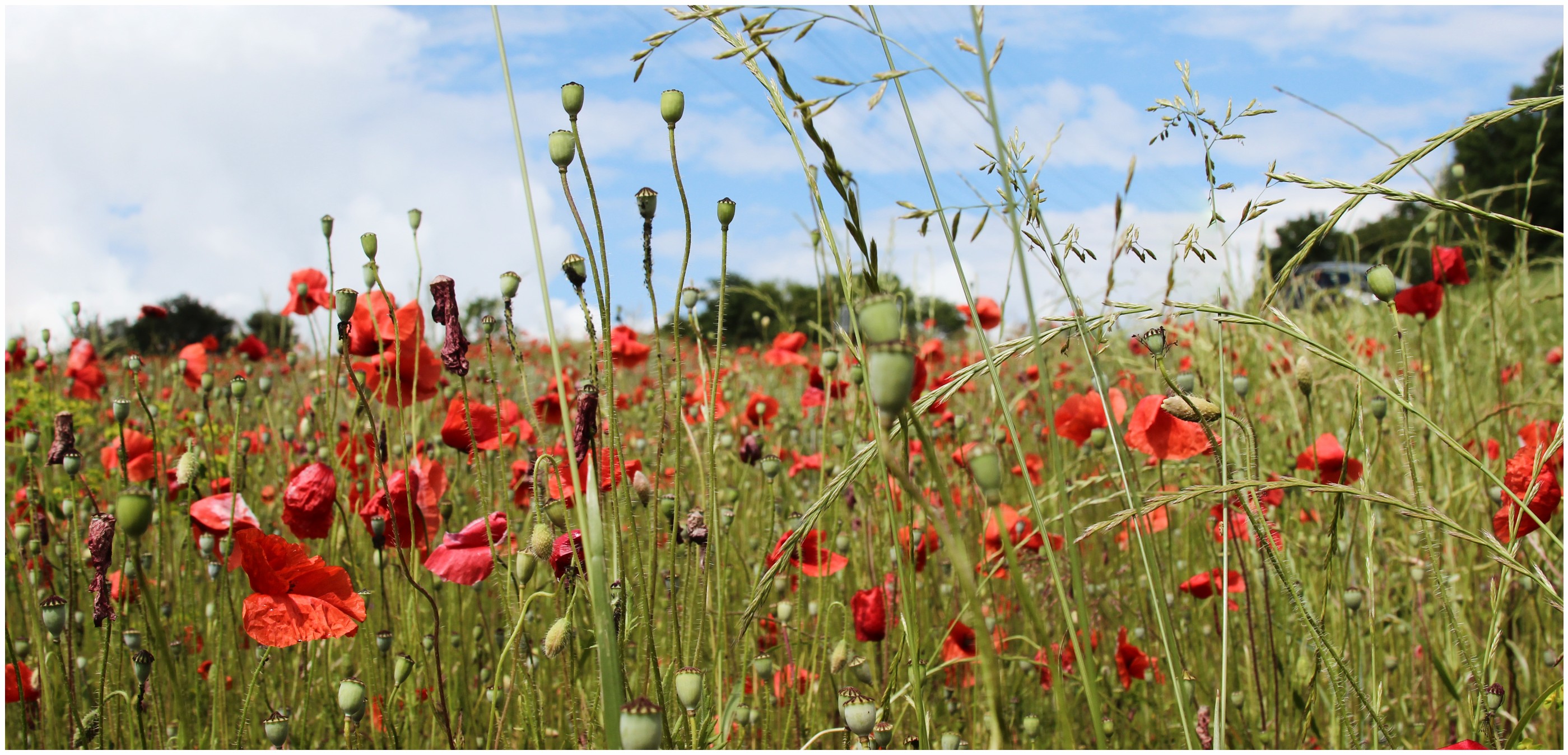 Coquelicots famille des Papaveraceae